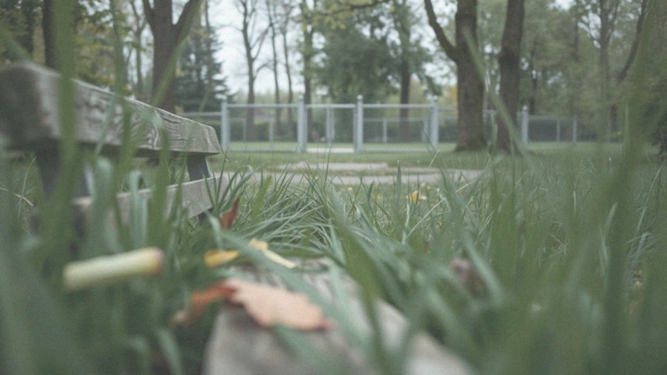 Dlaczego psy się gryzą? Przyczyny i sposoby zapobiegania agresji